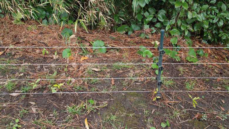 Three strands of electric fencing close to the ground