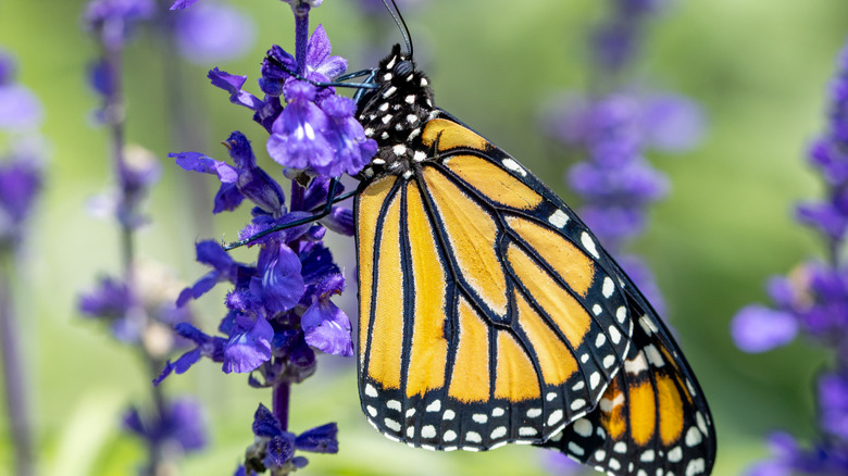 Monarch butterfly on blue salvia flower