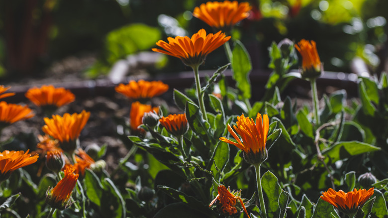 Orange calendula flowers opening