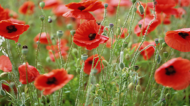 A field of red corn poppy flowers