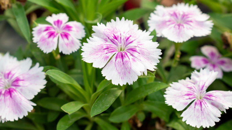 Pink and white Dianthus flower blooms