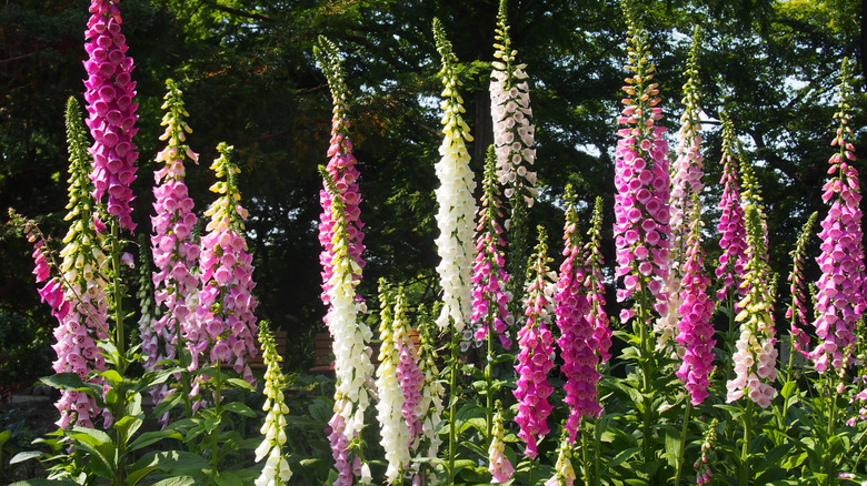 Pink and white foxglove flowers