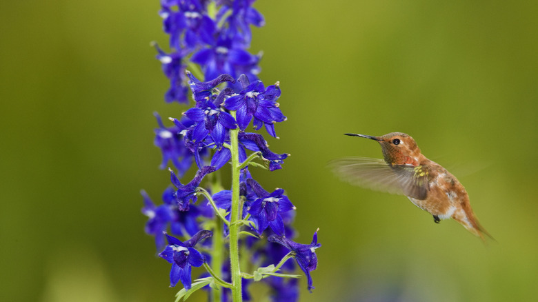 Hummingbird approaching purple larkspur flowers in bloom