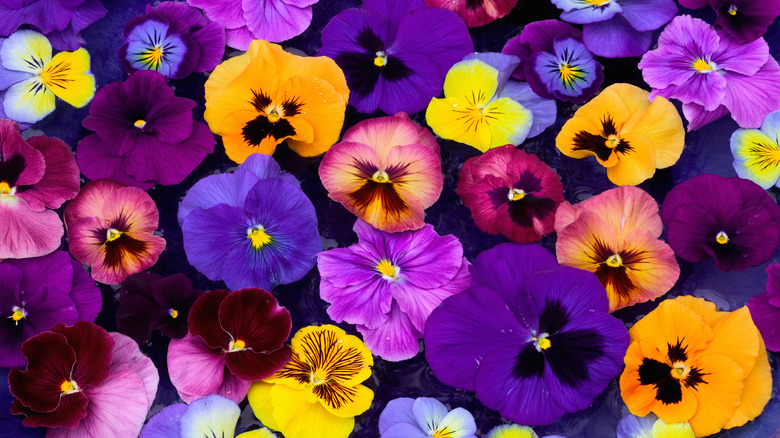 Closeup of different colored pansy flowers