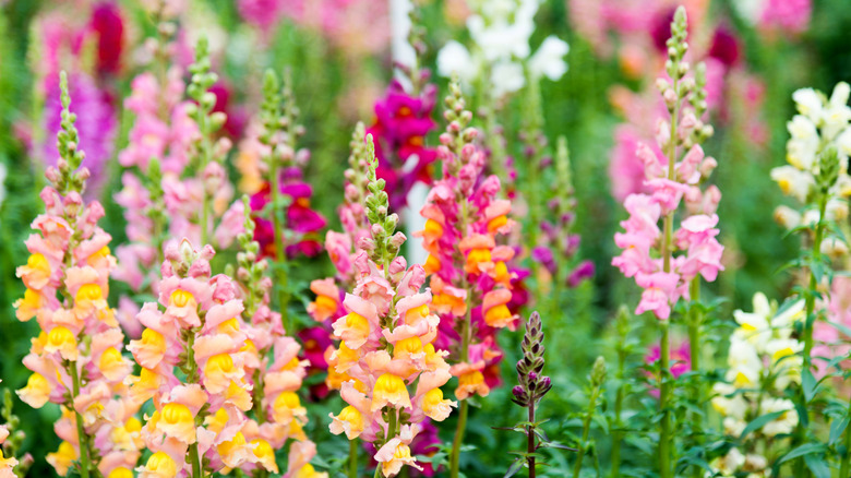 Colorful snapdragons in a flower bed