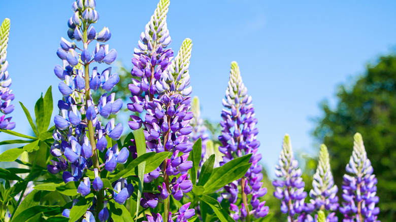 Purple lupine flowers in bloom