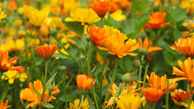 Yellow and orange calendula or pot marigolds in bloom.