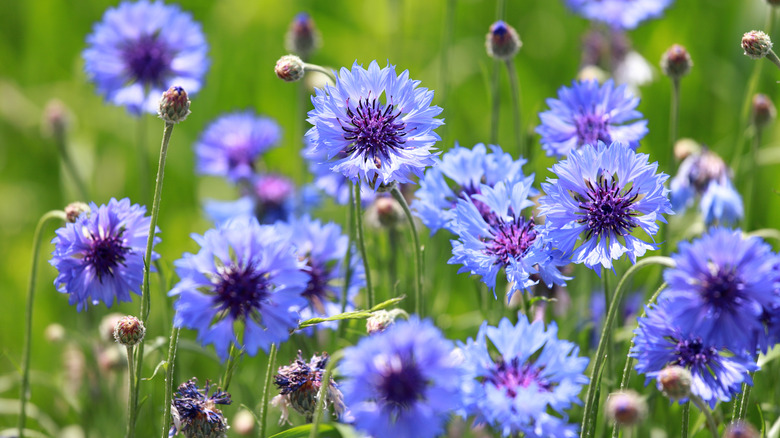 Blue cornflowers in the garden.