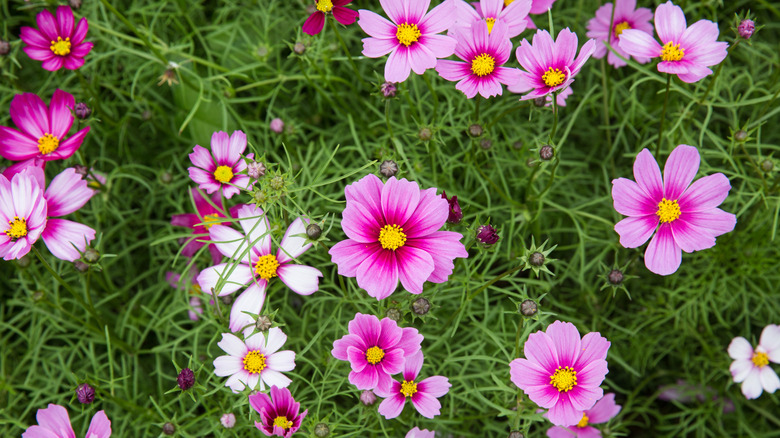 Cosmo flowers in shades of pink