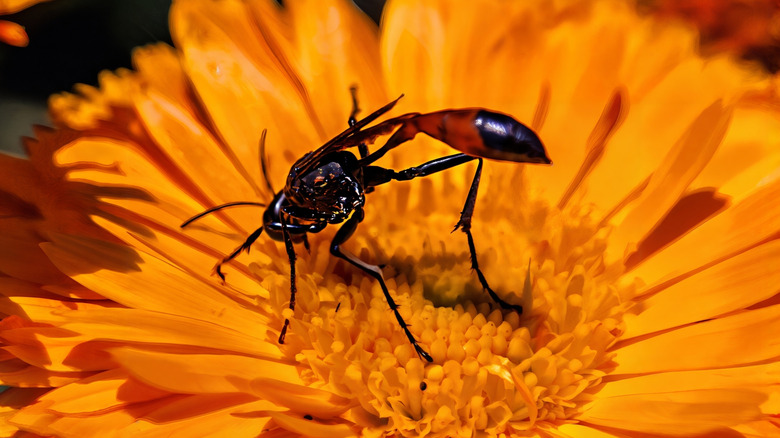 Parasitic wasp pollinating a calendula flower