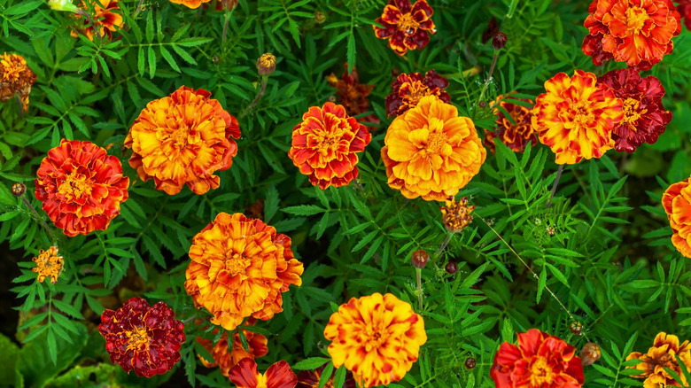 Bright orange and red French marigolds.