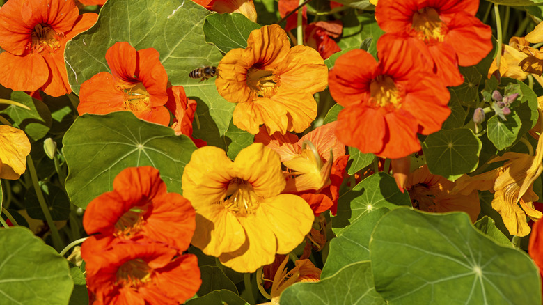 Red and orange nasturtiums in a garden.