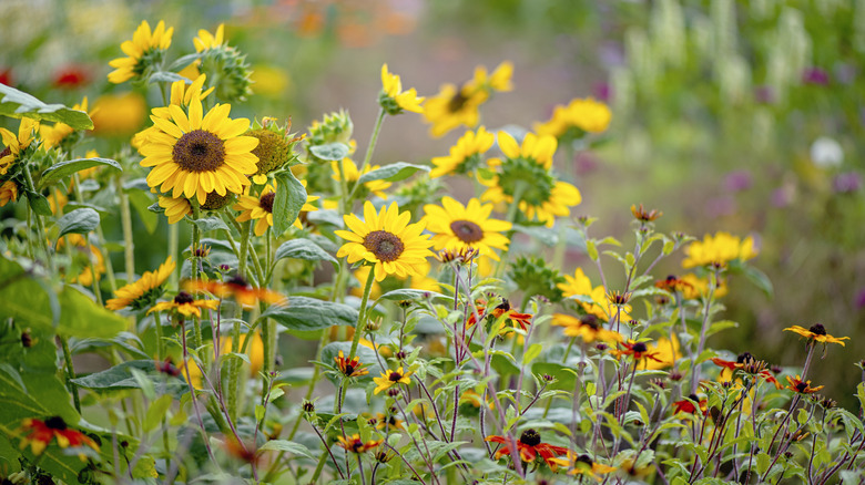 Yellow and orange sunflowers in a garden.