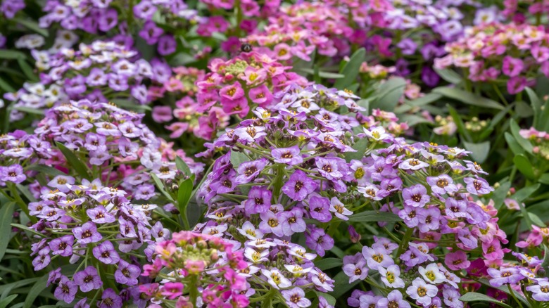 Sweet alyssum flowers of pink and purple.