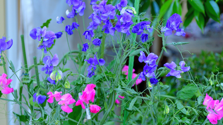 Purple and pink sweet pea flowers in a garden.