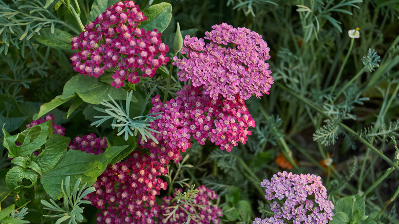 Shades of pink yarrow in garden.