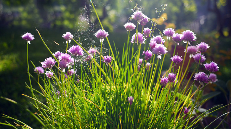 alliums chives outside