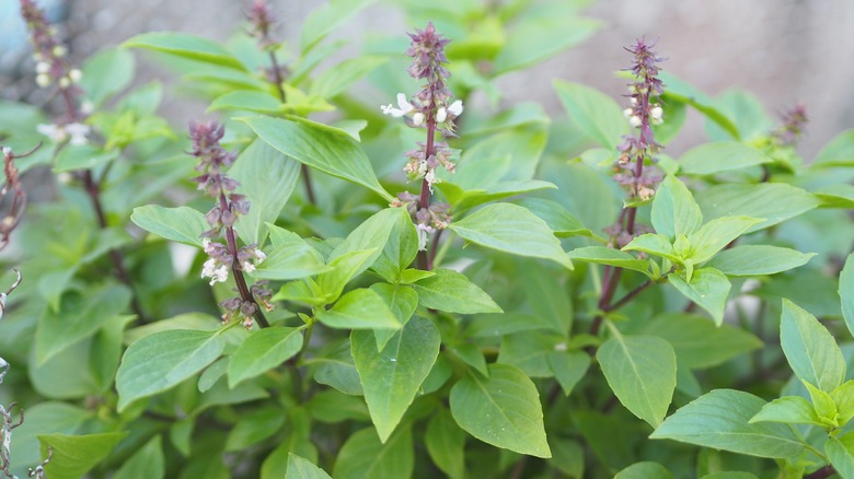 basil plant