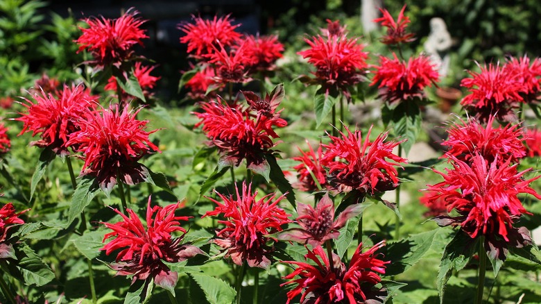 bee balm in garden