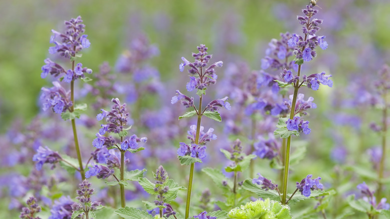 catmint