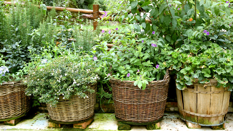 herbs growing in baskets