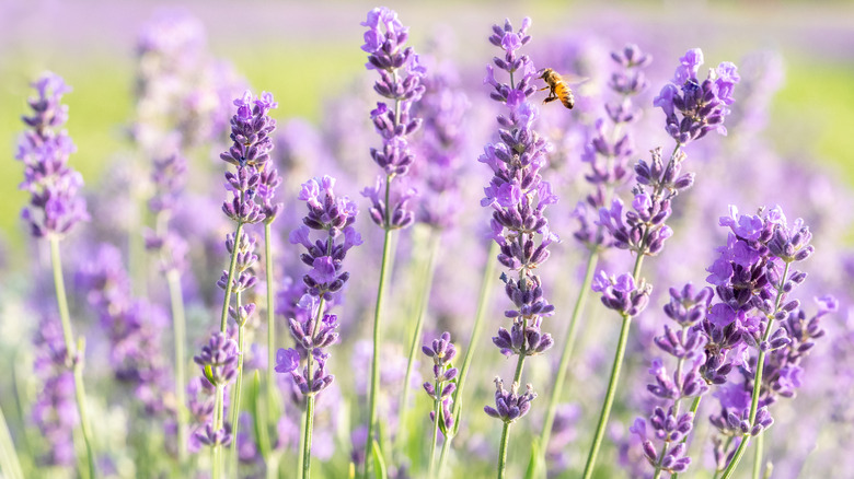 lavender and bee