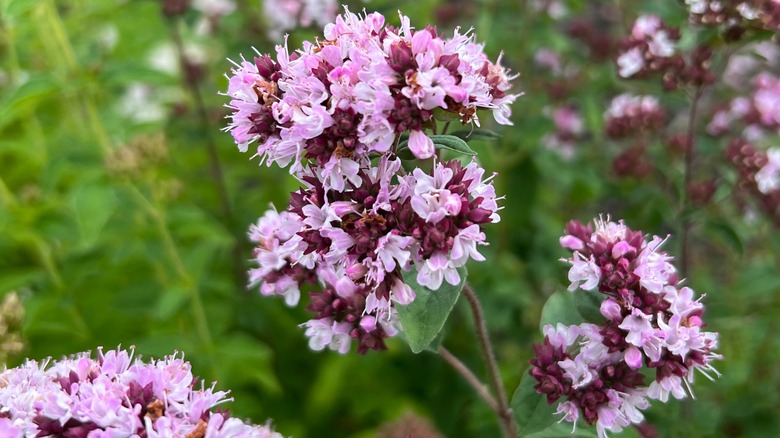 oregano flowers