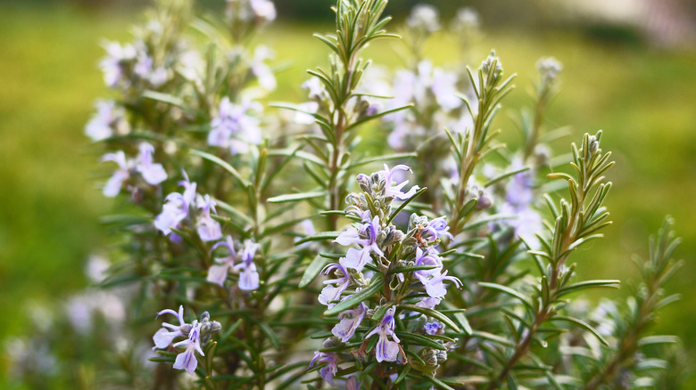 rosemary in garden