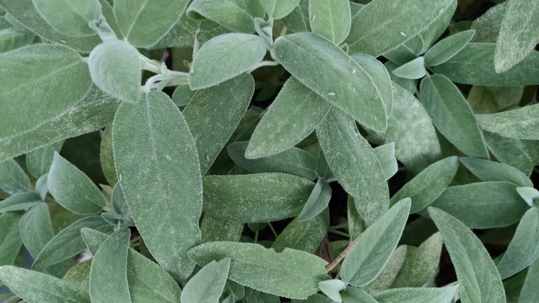 garden sage