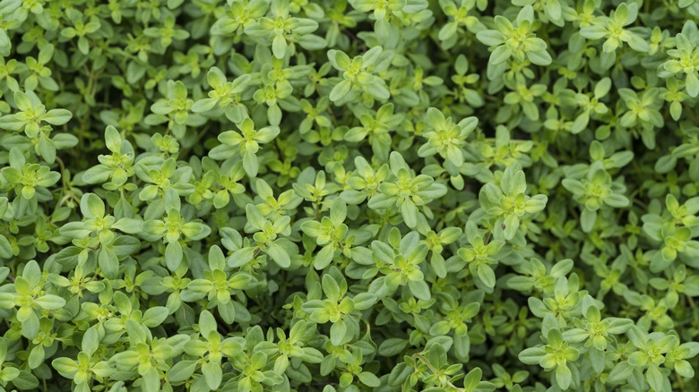 large thyme plant