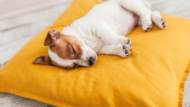 dog sleeping on pet bed