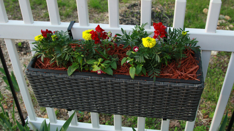 Yellow and red flowers in a wicker planter box attached to a white picket fence