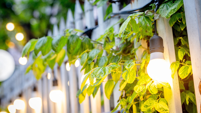 Bright outdoor string lights on a white picket fence with greenery