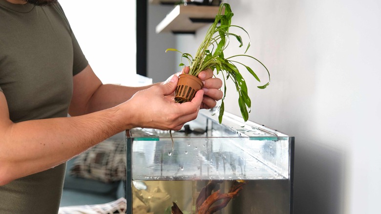 Man holding a plant above an aquarium