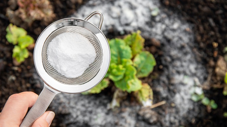 Person sifting baking soda over a plant in soil