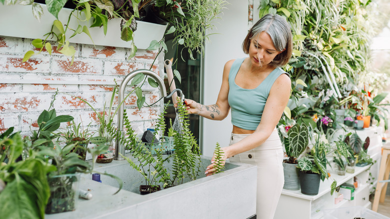 Woman washing plants in a large sink