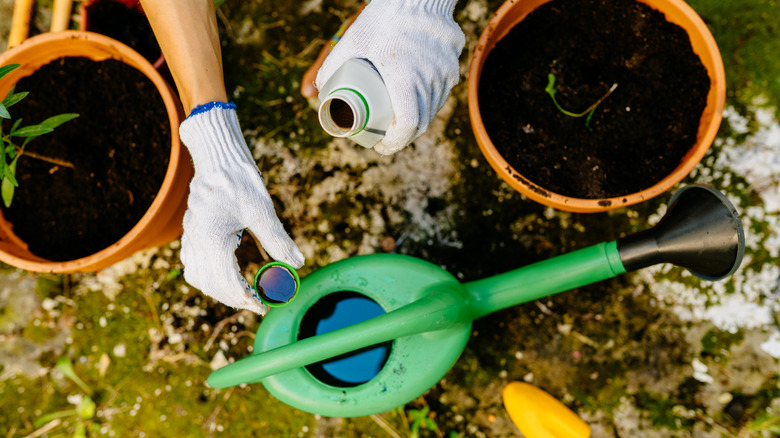 pouring hydrogen peroxide into watering can