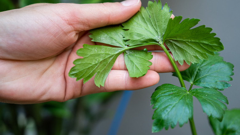 Hand holding a leaf with an aphid infestation