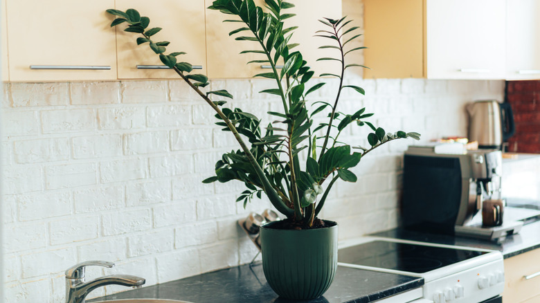 A ZZ plant on a kitchen counter