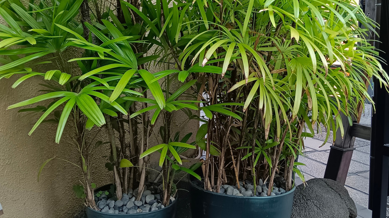 Two bamboo palm plants are placed against a wall.