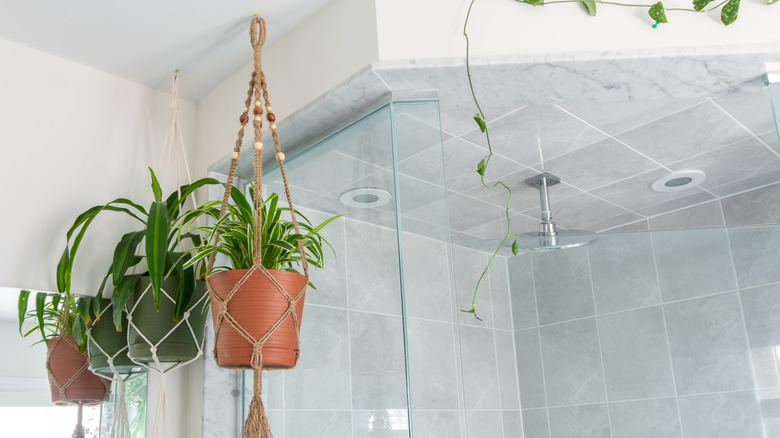 A spider plant is hanging in a bathroom.