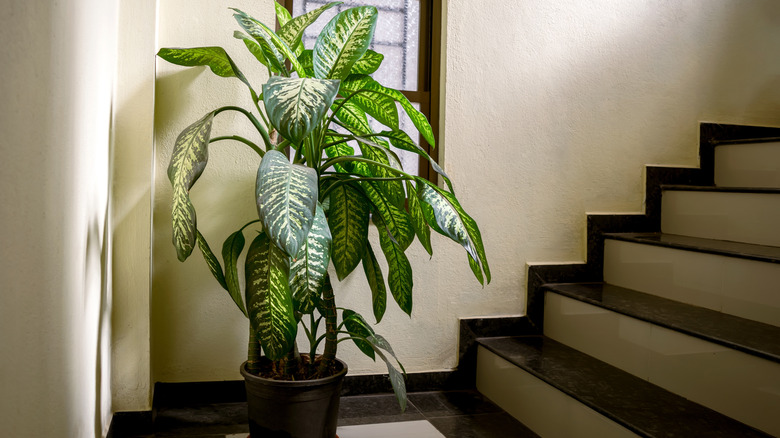 A tall dumb cane plant sits near a stairwell