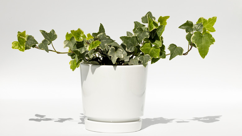 English ivy grows in a white pot.