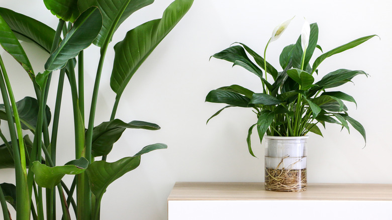 A peace lily sits on a table.