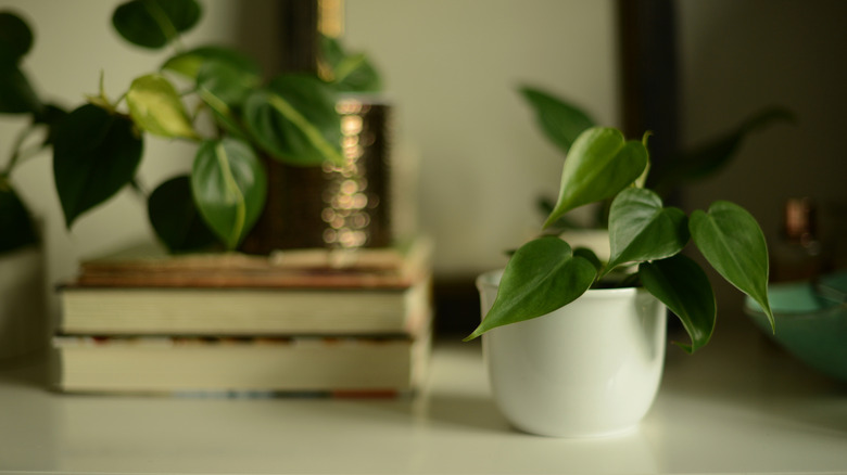 Two philodendrons sit on a shelf.