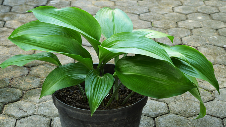 A cast iron plant sits in a pot on pavers.