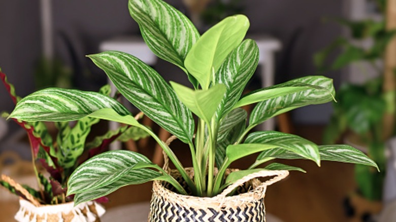 A Chinese evergreen plant sits in a basket.