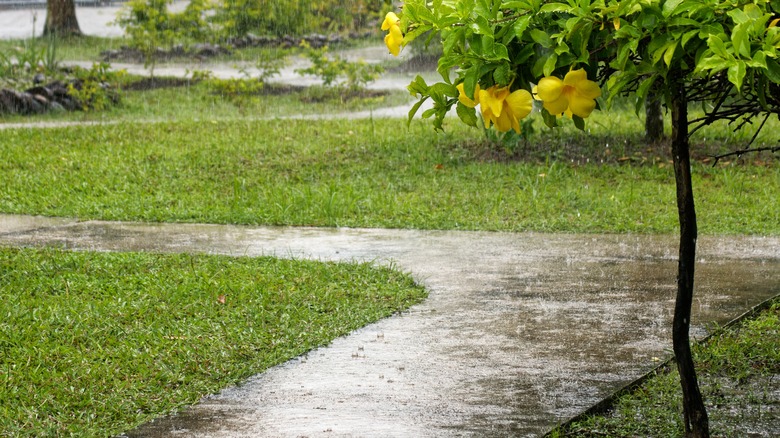 wet front yard