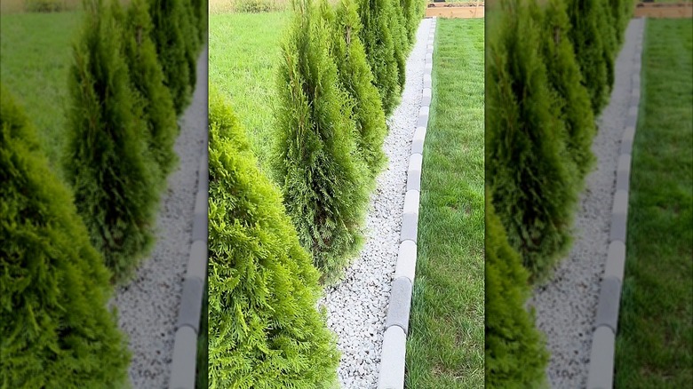 Rows of arborvitae trees