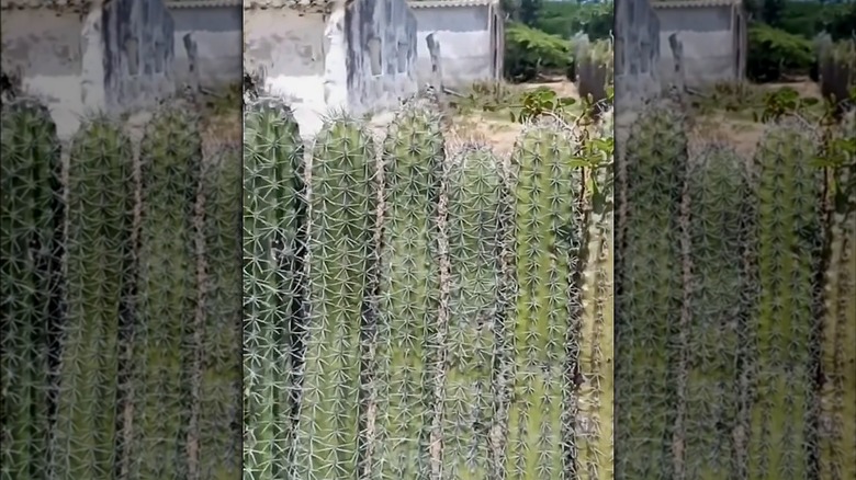 Row of tall cactus posts